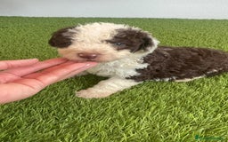 Perro de Agua Español perros en venta: PERRO DE AGUA ESPAÑOL MACHO - Imagen 1