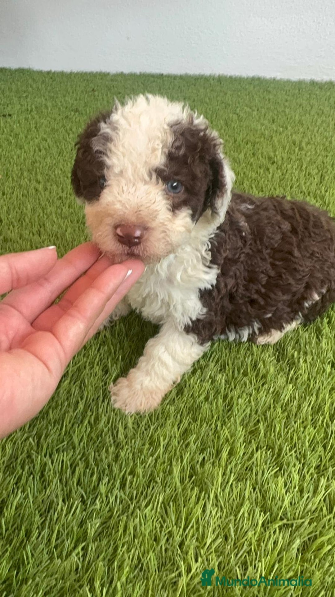 Perro de Agua Español perros en venta: PERRO DE AGUA ESPAÑOL MACHO - Imagen 1
