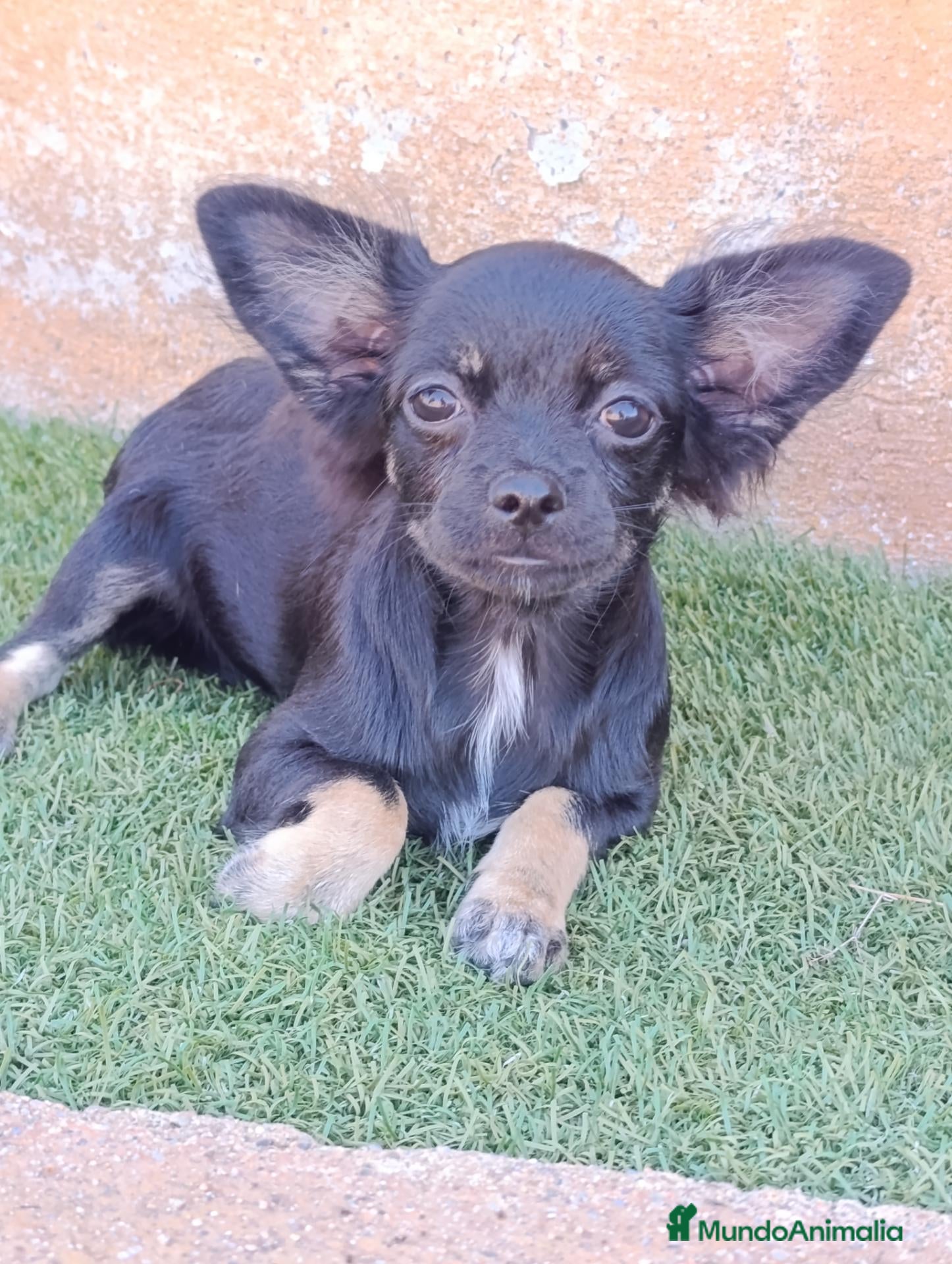 Chihuahua perros cichuahua pelo largo - Anuncio 1