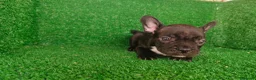 Bulldog Francés perros en venta: Bulldog francés  - Anuncio 18