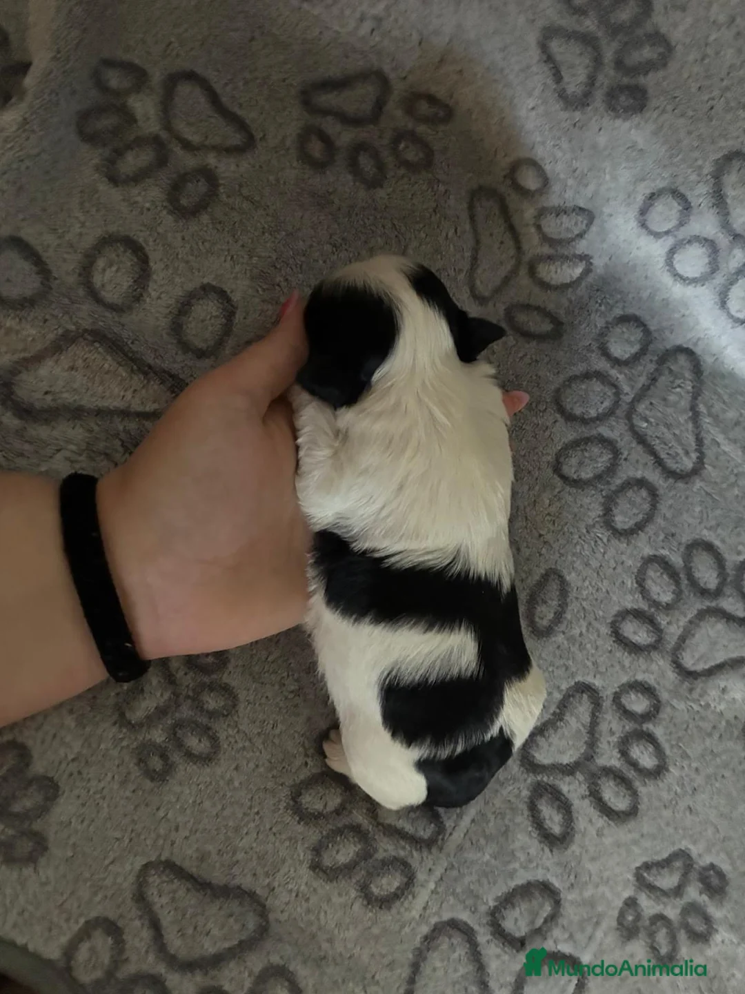 Shih Tzu perros en venta: Shihtzu disponibles  - Anuncio 6