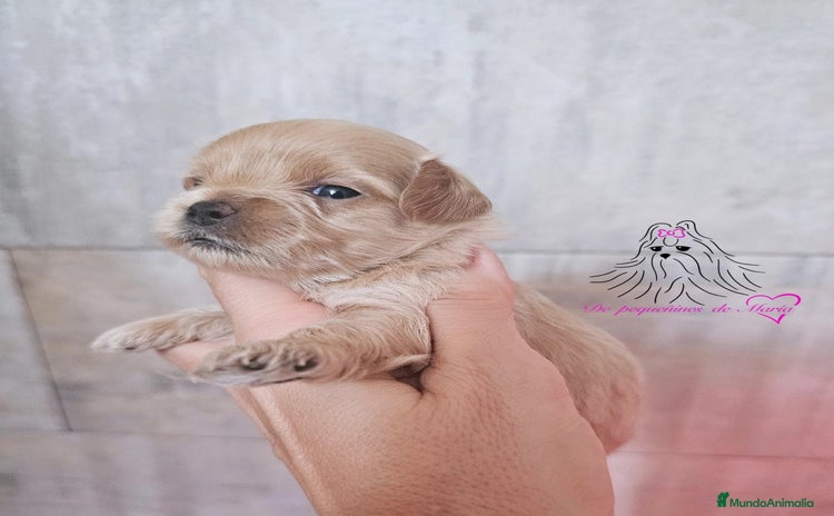 Maltipoo perros - Anuncio 1