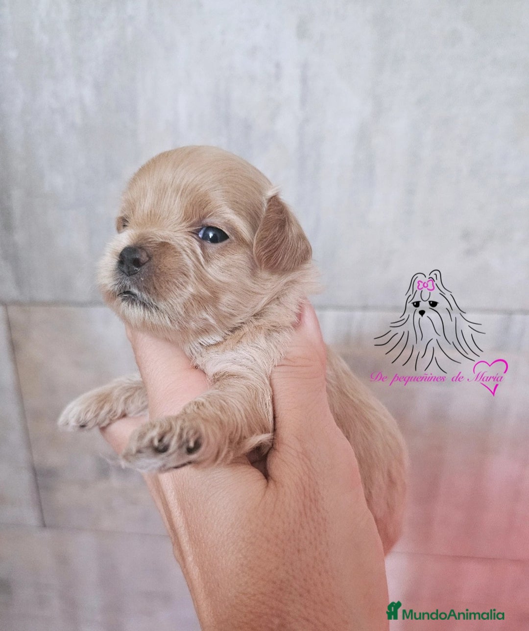 Maltipoo perros en venta: MALTIPOO ASIÁTICO MINIATURA  - Imagen 1