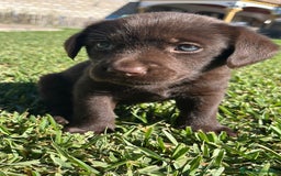 Labrador Retriever perros en venta: Cachorros labrador chocolate  - Imagen 4