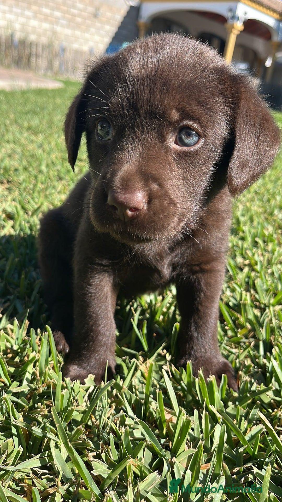 Labrador Retriever perros en venta: Cachorros labrador chocolate  - Imagen 4