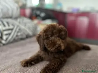 Perro de Agua Español perros Perro de agua español ( toda España ) - Anuncio 1