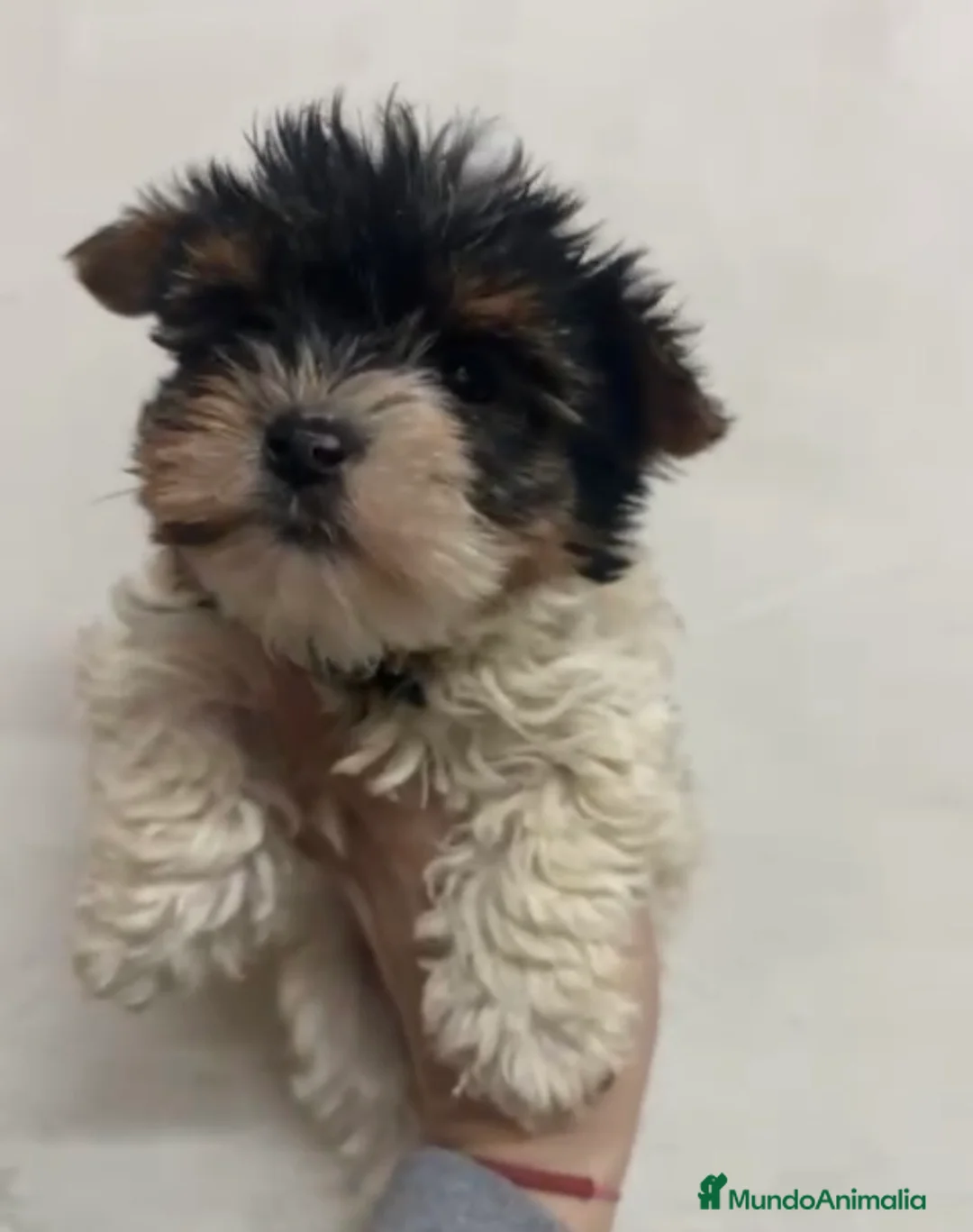 Biewer Yorkshire Terrier a la Pom Pon perros en venta: Biewer  - Anuncio 2