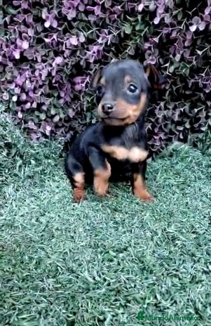 Pinscher Miniatura perros - Anuncio 2