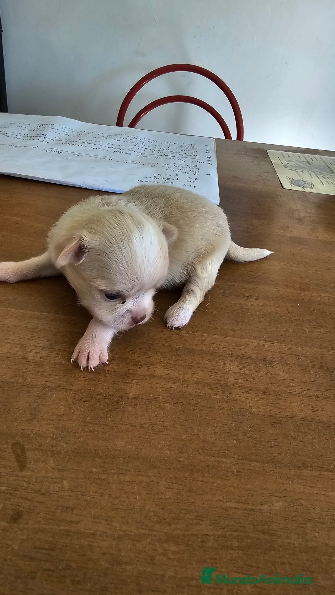 Chihuahua perros en venta: Espectaculares chihuahuas  - Imagen 4