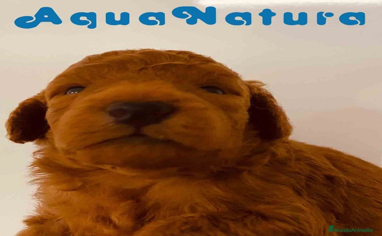 Caniche Toy perros - Anuncio 2