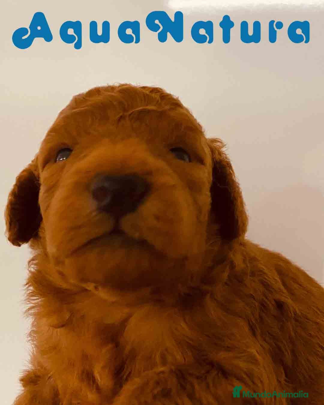 Caniche Toy perros en venta: Cachorros Caniche camada de Pastanaga - Imagen 1