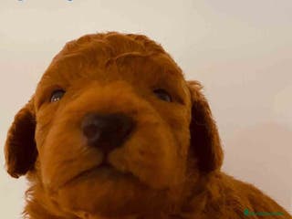 Caniche Toy perros Cachorros Caniche camada de Pastanaga - Anuncio 18