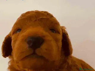 Caniche Toy perros Cachorros Caniche camada de Pastanaga - Anuncio 15