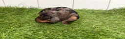 Teckel Miniatura perros en venta: Cachorros de Teckel miniatura arlequín  - Anuncio 2