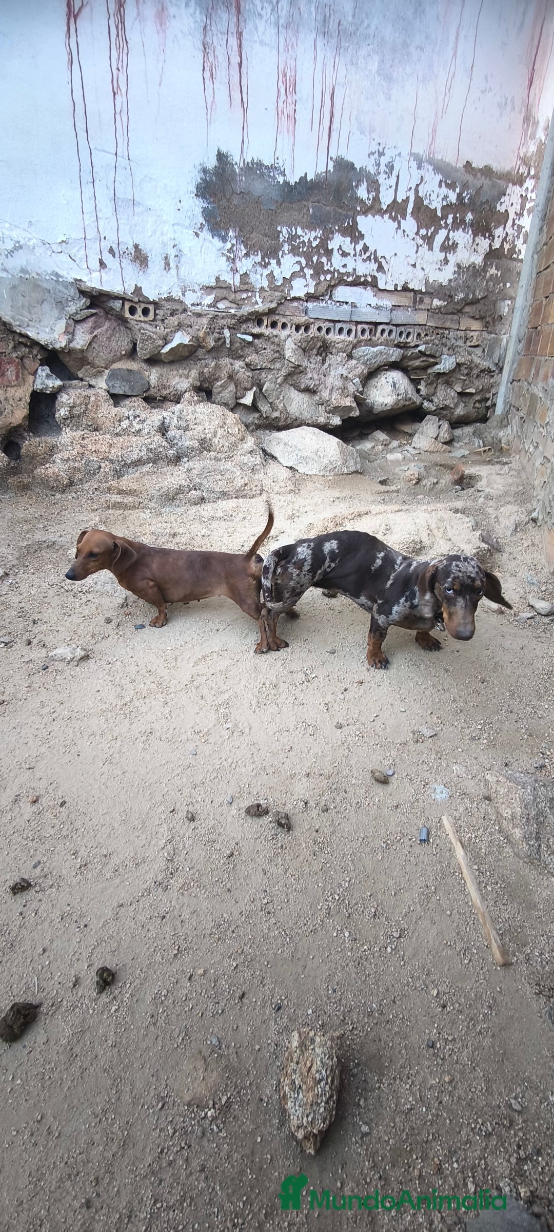 Teckel Miniatura perros en venta: camada teckel arlequín y todos los colores  - Anuncio 2