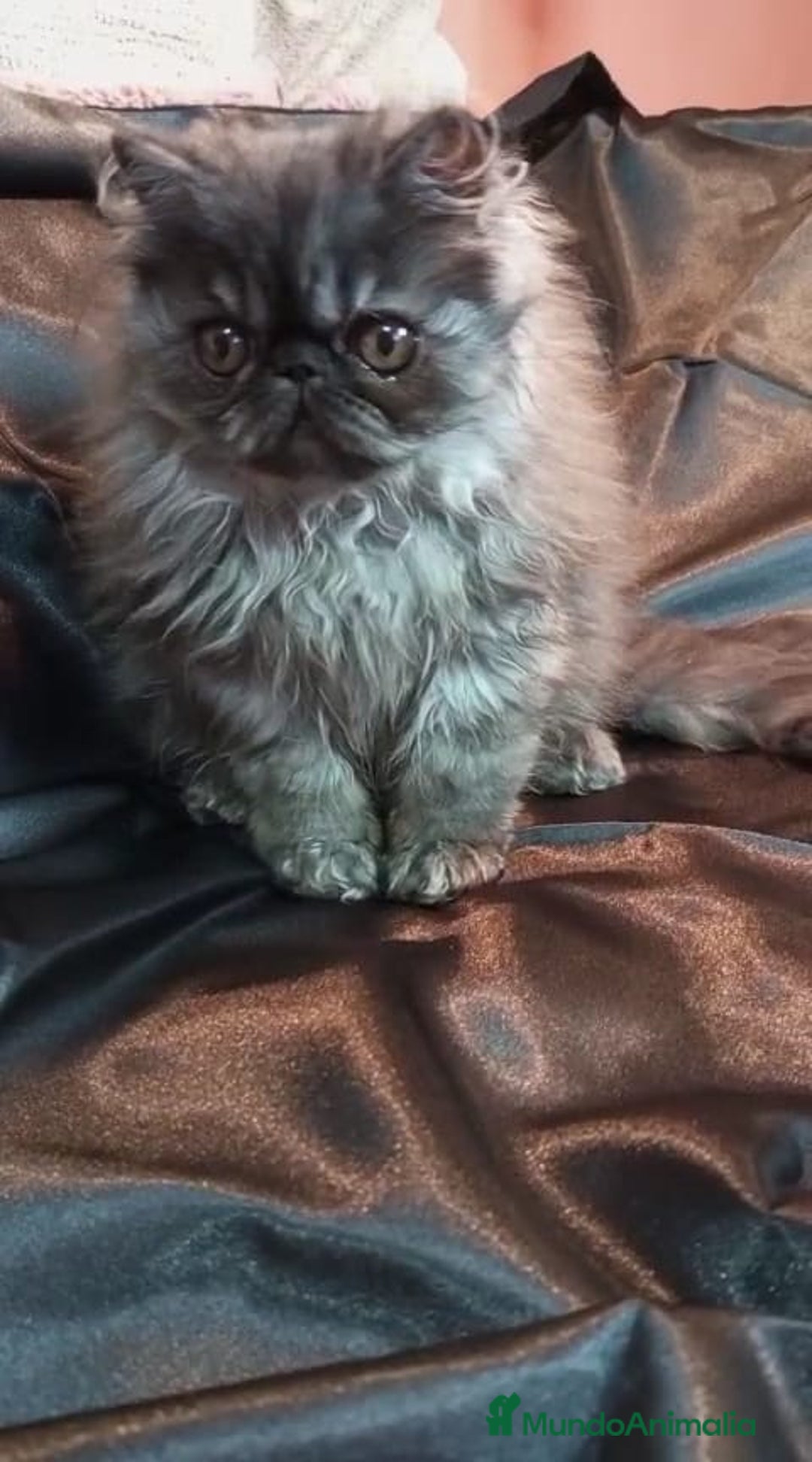 Persa gatos en venta: Precioso Gatito Persa - Anuncio 7