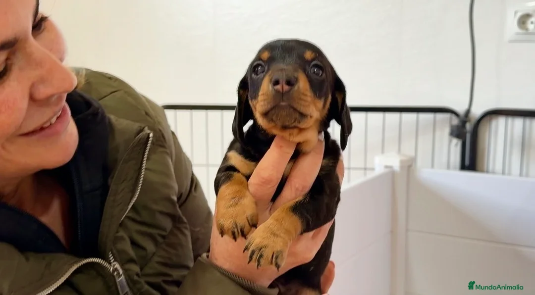 Teckel Miniatura perros en venta: Precioso cachorro Teckel miniatura  - Anuncio 11