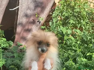 Pomchi perros Pomchi macho enano - Anuncio 2