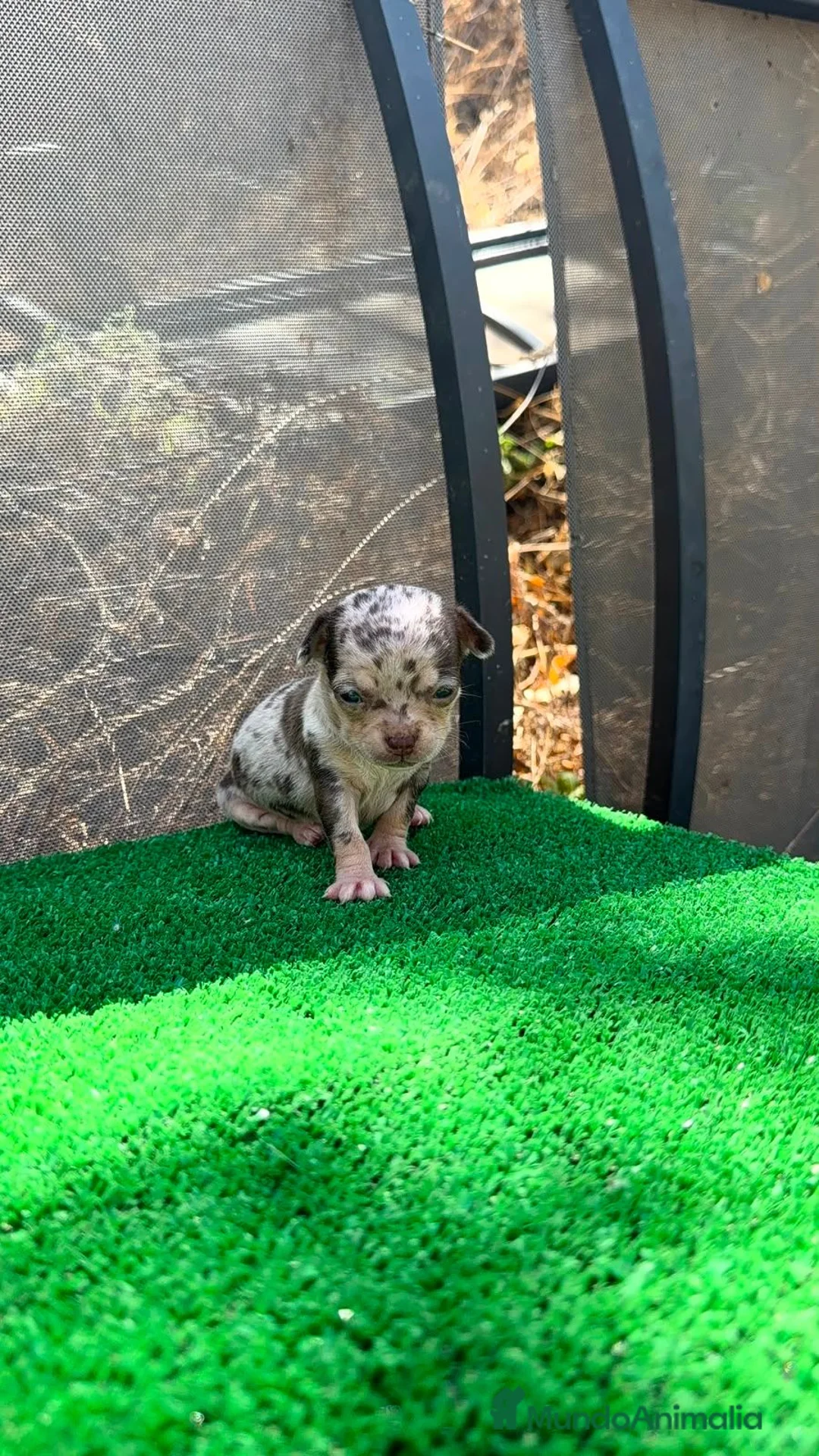 Chihuahua perros en venta: Chihuahua hembra super Toy arlequín chocolate  - Anuncio 2
