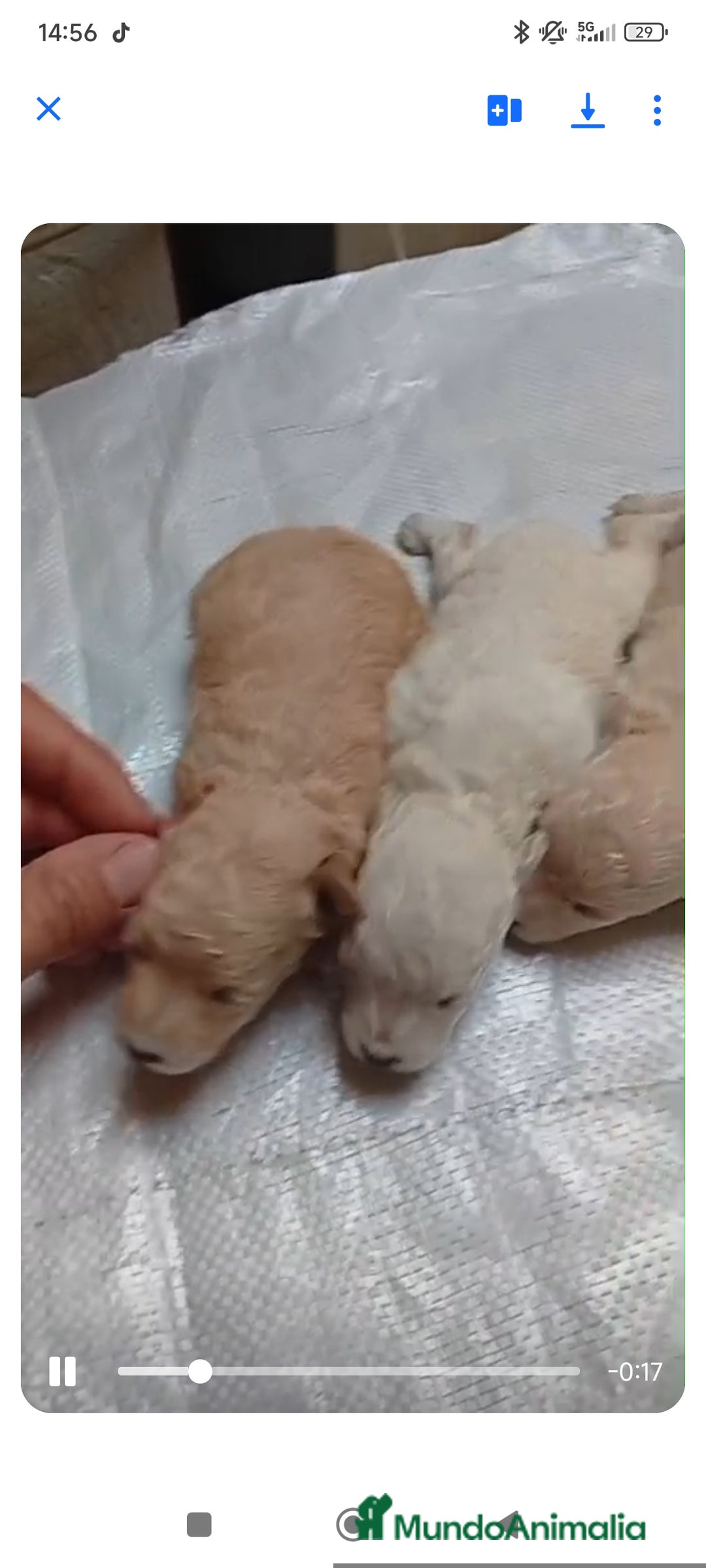 Caniche Toy perros en venta: Tenemos camadas disponible de caniche toy - Anuncio 1