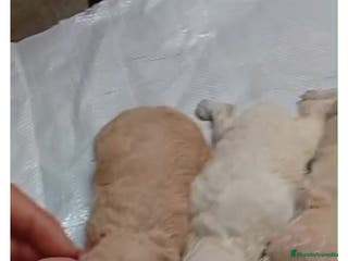 Caniche Toy perros Tenemos camadas disponible de caniche toy - Anuncio 1