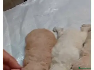 Caniche Toy perros Tenemos camadas disponible de caniche toy - Anuncio 26