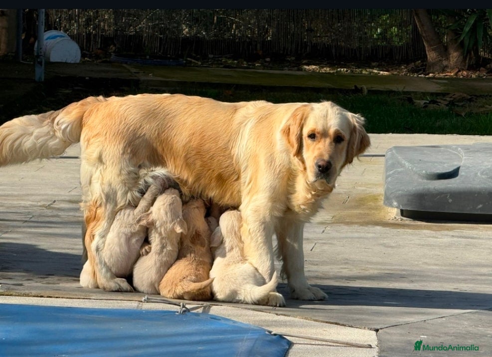 Golden Retriever perros Golden retriever  - Anuncio 1