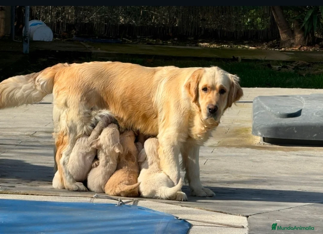 Golden Retriever perros en venta: Golden retriever  - Anuncio 1