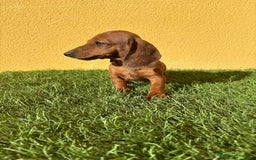 Teckel Miniatura perros en venta: Tekel miniatura merle chocolate solido - Imagen 16