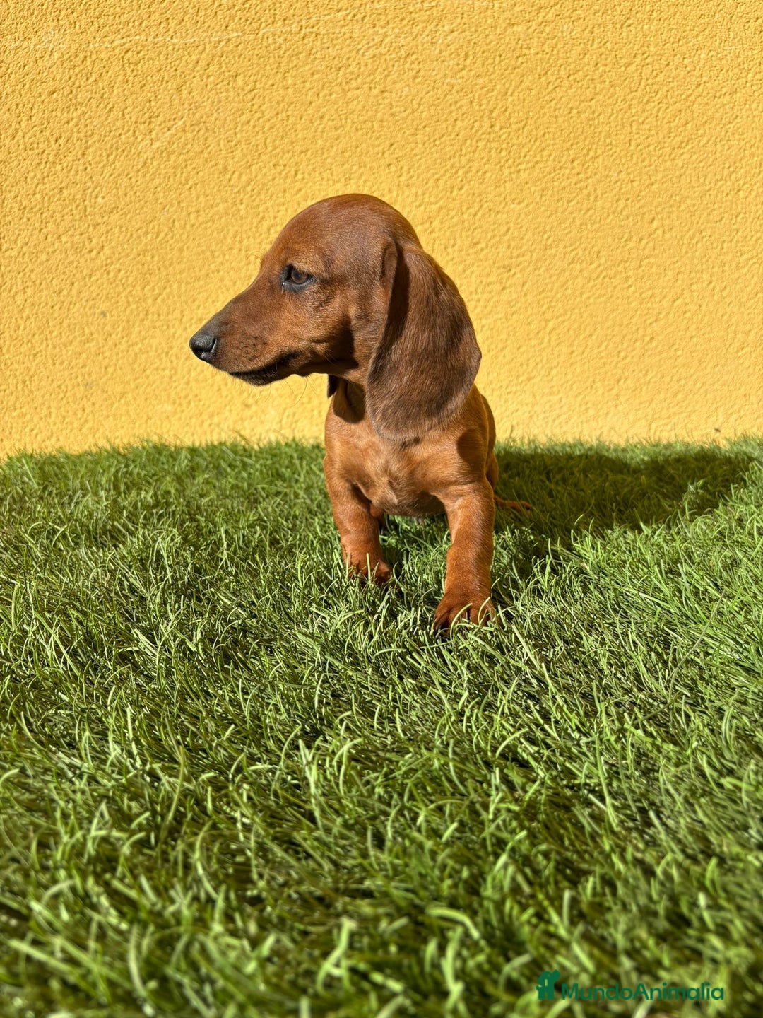 Teckel Miniatura perros en venta: Tekel miniatura merle chocolate solido - Imagen 16