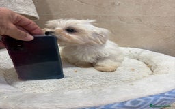 Bichón Maltés perros en venta: Bichon maltés toy  - Anuncio 1