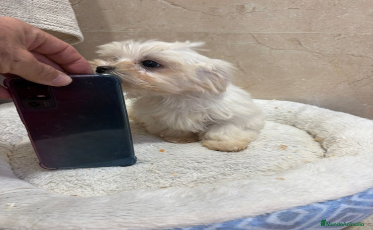 Bichón Maltés perros Bichon maltés toy  - Anuncio 1