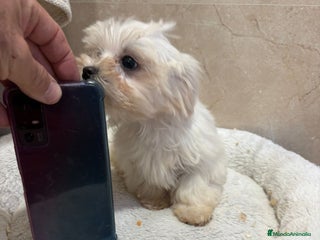 Bichón Maltés perros Bichon maltés toy - Anuncio 1