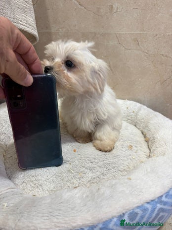Bichón Maltés perros Bichon maltés toy - Anuncio 3