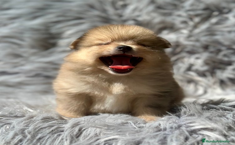 Pomerania perros - Propaganda 4