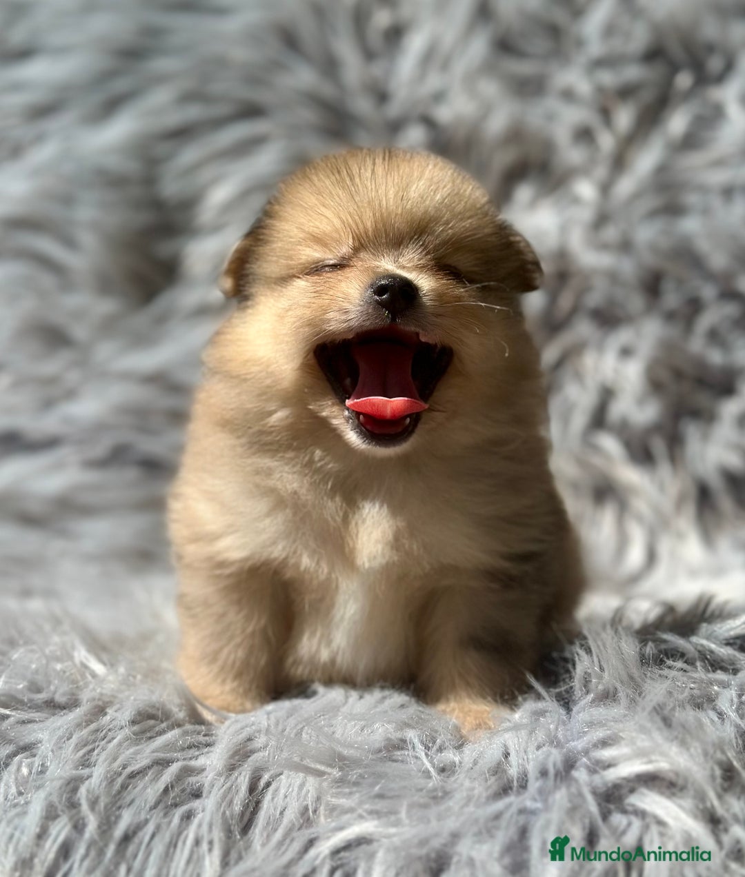 Pomerania perros en venta: POMERANIA TOY DISPONIBLES - Imagen 1