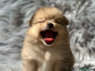 Pomerania perros POMERANIA TOY DISPONIBLES - Anuncio 30