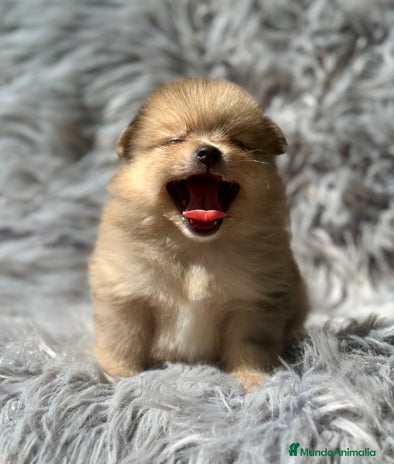 Pomerania perros - Anuncio 2