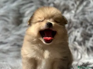 Pomerania perros POMERANIA TOY DISPONIBLES - Anuncio 20