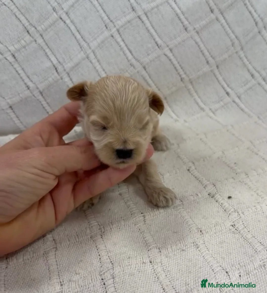 Maltipoo perros en venta: Venta de maltipoo en sevilla - Anuncio 1