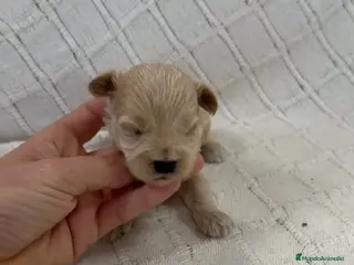 Maltipoo perros Venta de maltipoo en sevilla - Anuncio 1