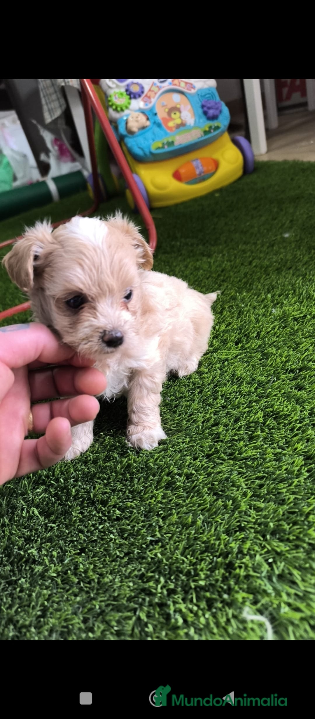 Maltipoo perros en venta: PRECIOSAS MALTIPOO MINI  - Anuncio 3