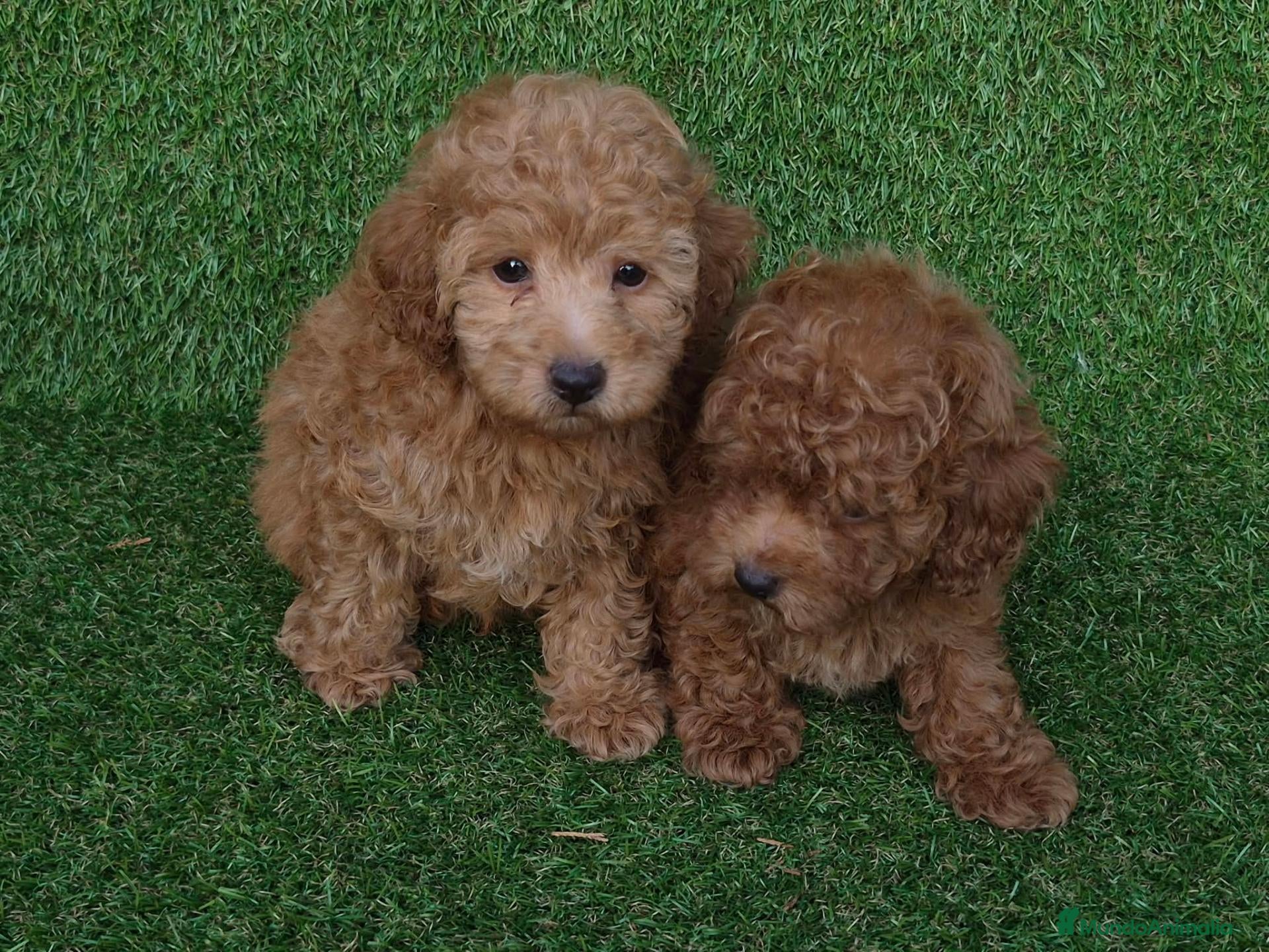 Caniche Toy perros Caniches toys - Anuncio 1