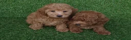 Caniche Toy perros en venta: Caniches toys - Anuncio 1