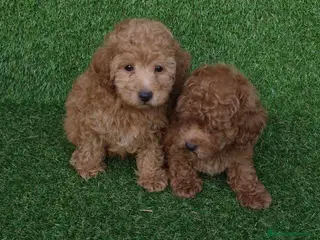 Caniche Toy perros Caniches toys - Anuncio 1