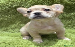 Bulldog Francés perros en venta: Bulldog francés Fluffy  - Imagen 4