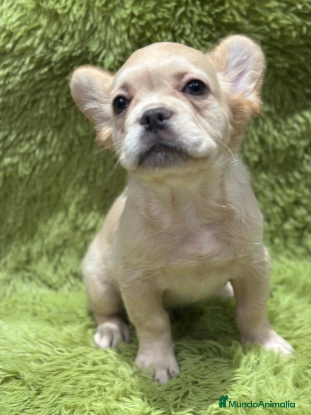Bulldog Francés perros en venta: Bulldog francés Fluffy  - Imagen 4