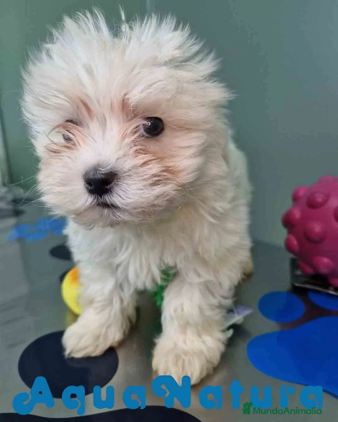 Bichón Maltés perros en venta: Bichon Maltes Hembra 1 AQUANATURA - Anuncio 8