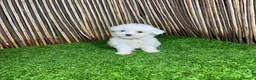 Bichón Maltés perros en venta: BICHON MALTES  - Anuncio 2