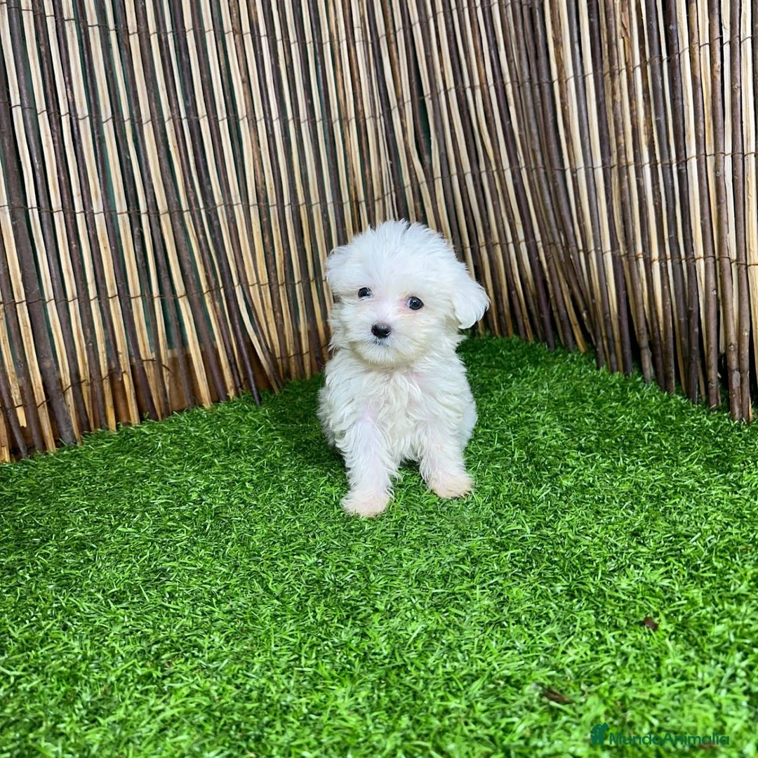Bichón Maltés perros en venta: BICHON MALTES  - Anuncio 2